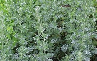 SageBrush